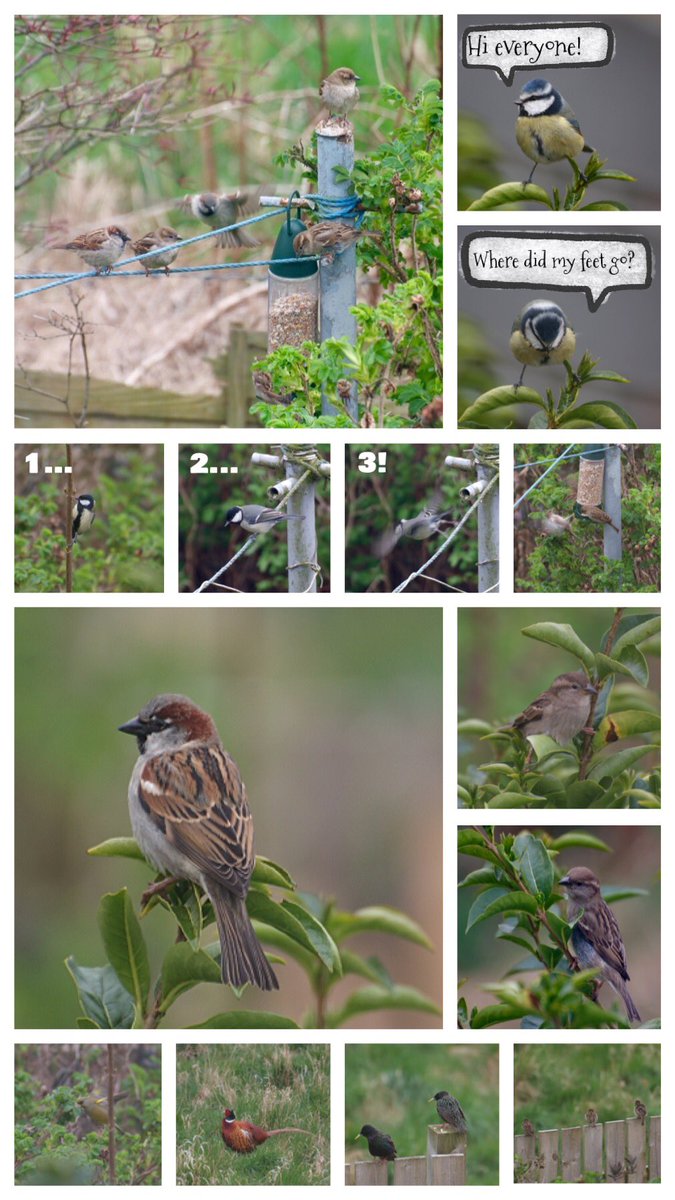 CarolineT84's tweet photo. So today the #birds found the new feeder... 😀🐦📷 https://t.co/Ar7xL7zP22