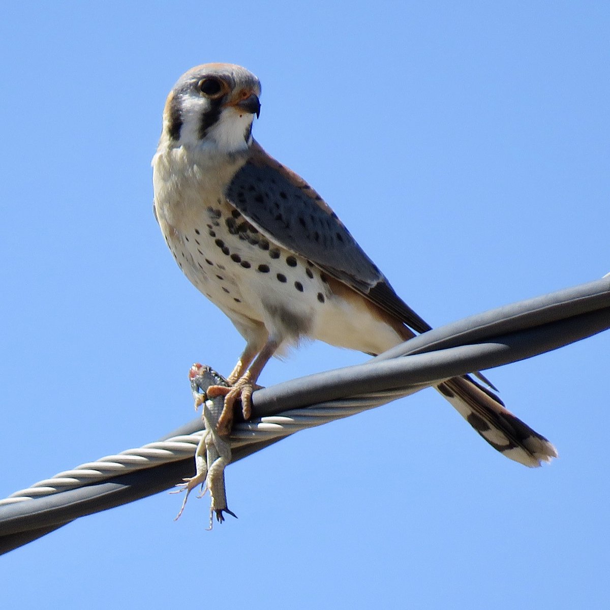 mtbogan's tweet image. YOU GUYS!! I just watched a kestrel swoop down, catch a tiger whiptail lizard, and eat it— all within sight of our house!! 🤯🤯🤯 #Tucson