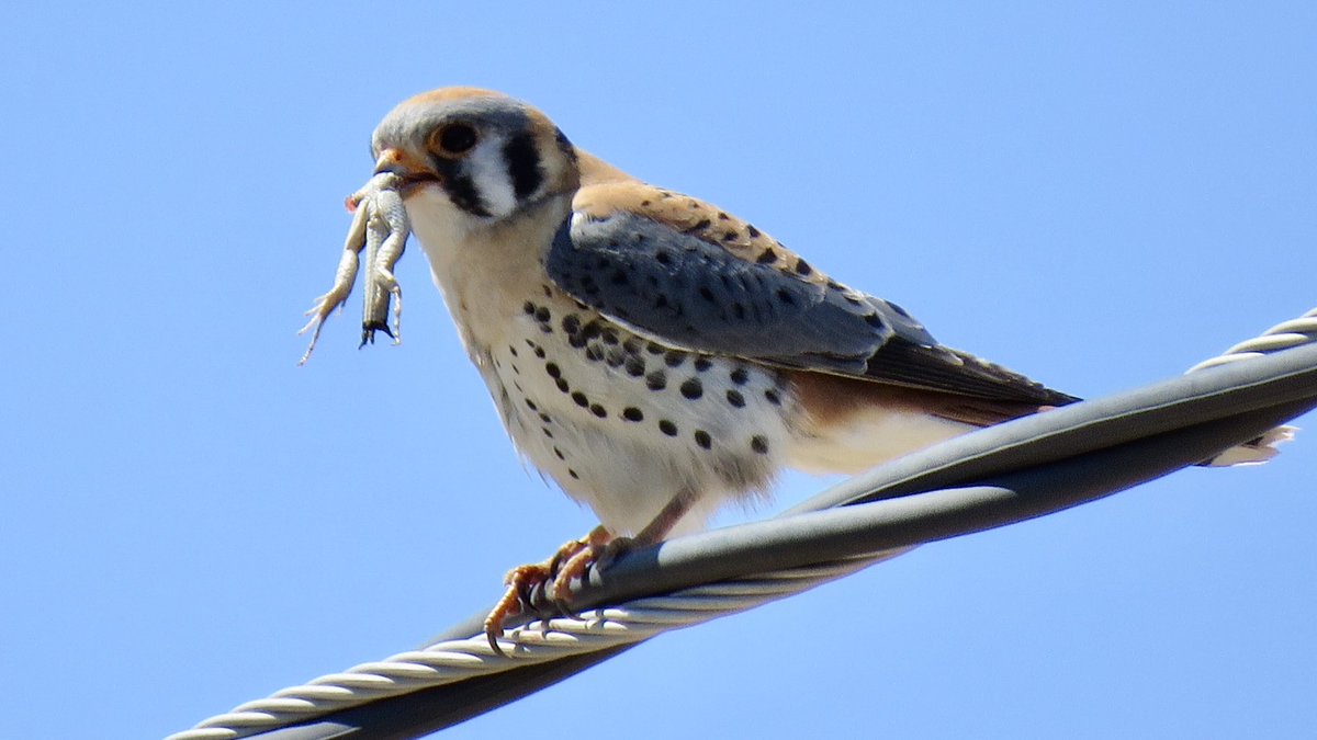 mtbogan's tweet image. YOU GUYS!! I just watched a kestrel swoop down, catch a tiger whiptail lizard, and eat it— all within sight of our house!! 🤯🤯🤯 #Tucson
