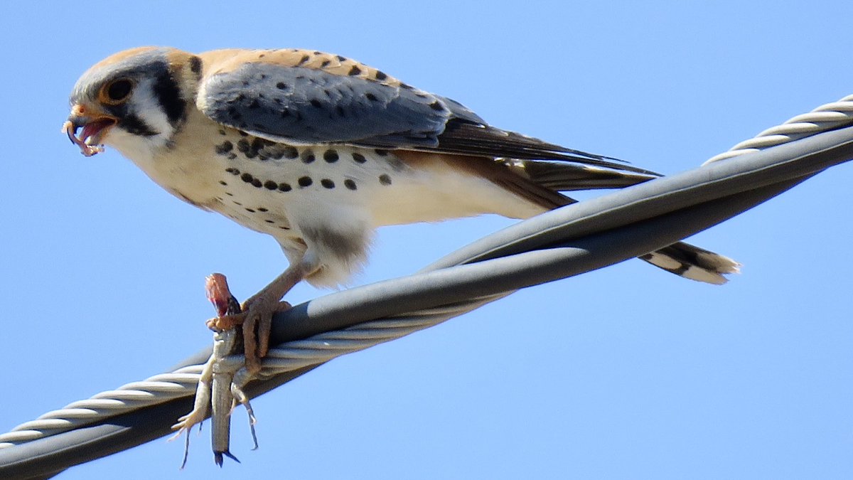 mtbogan's tweet image. YOU GUYS!! I just watched a kestrel swoop down, catch a tiger whiptail lizard, and eat it— all within sight of our house!! 🤯🤯🤯 #Tucson