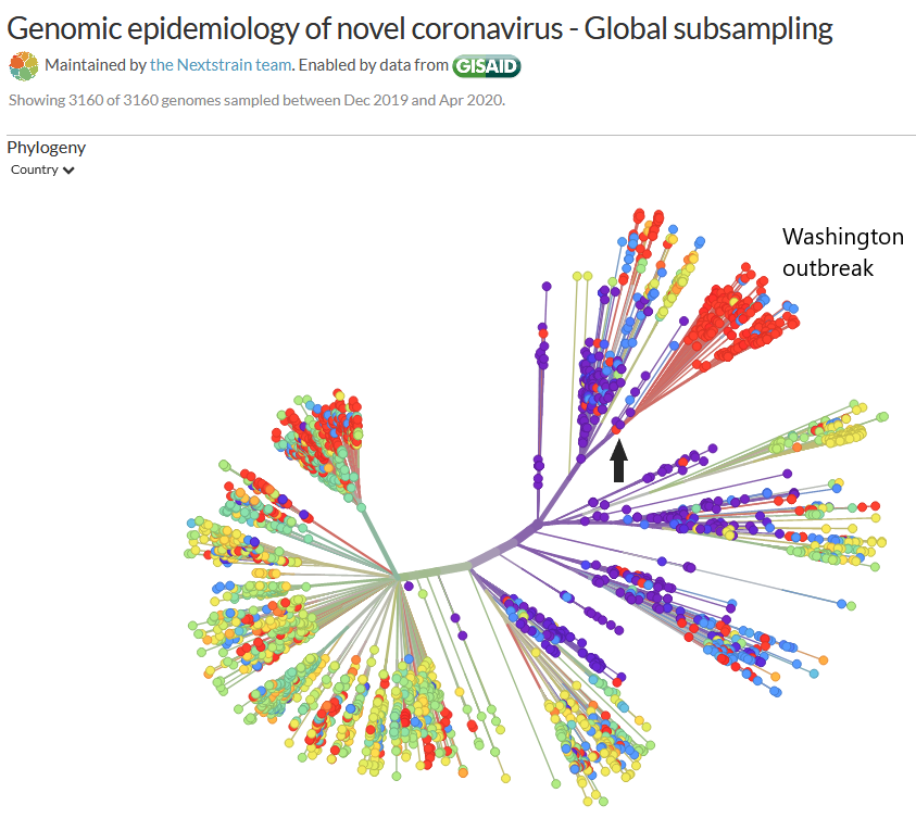 The big cluster of red dots at the top right are the Washington state outbreak, descended from the first Washington case (black arrow), who in turn came from China.