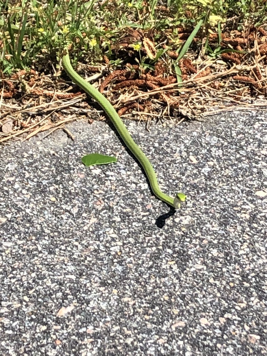 ThomasCooperIII's tweet photo. @MamaJenn12 @reyes_rambles My turn, my turn! Saw this little guy on my run today. Added in a few hurdles when I saw him 😳 wasn’t expecting him to be there! Any guesses?? #namethatsnake https://t.co/BryGMgfw8d