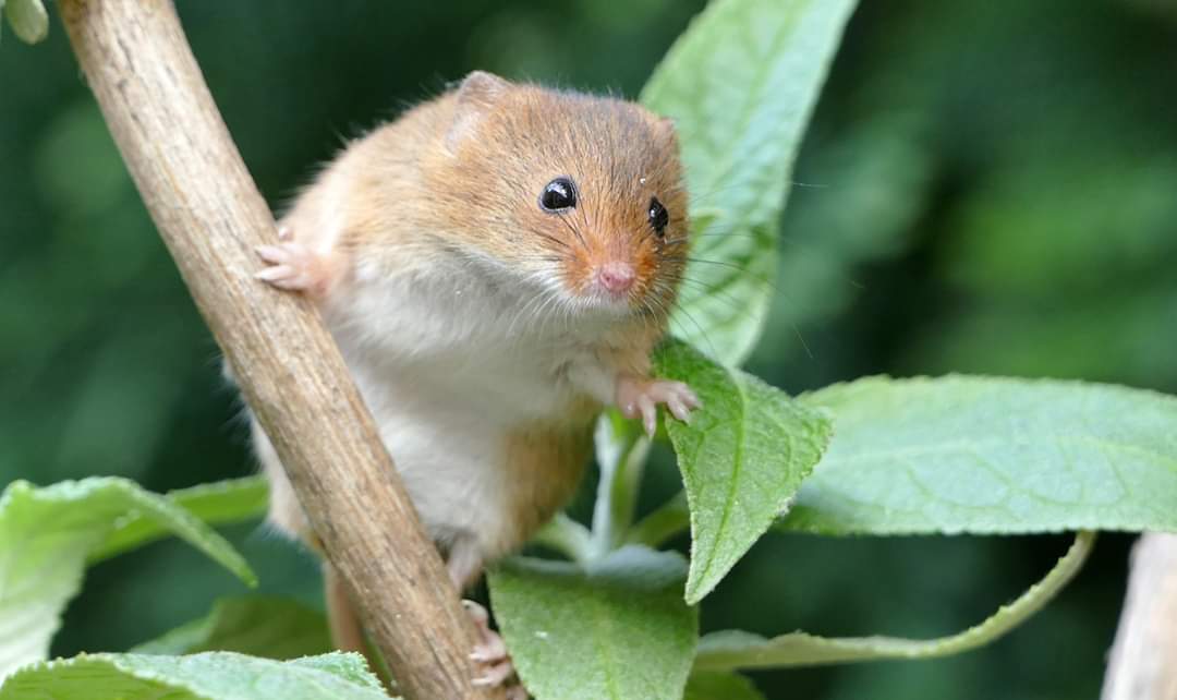 It's been a long time since I posted here. Thought I'd try to put a smile on a few faces during these trying times. Harvest mouse on buddleia. <a href="/BBCSpringwatch/">BBC Springwatch</a> <a href="/DerbysWildlife/">Derbyshire Wildlife Trust</a> <a href="/mammals_uk/">Mammal Sightings</a>