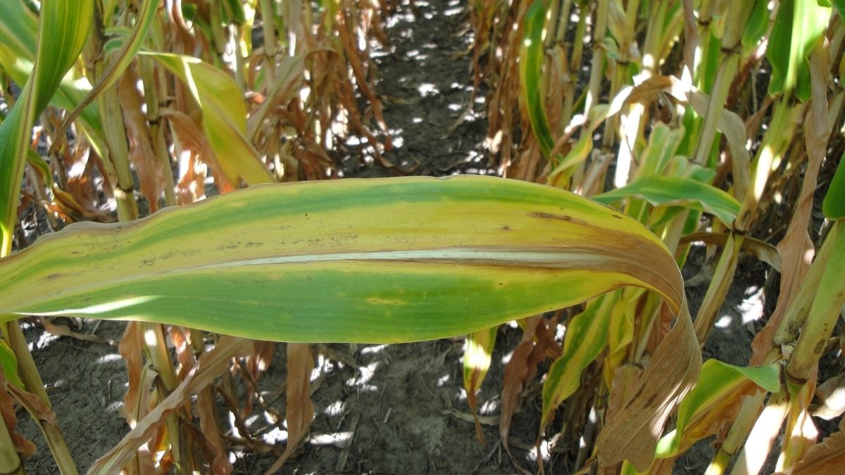 Nikki Hall tweet media