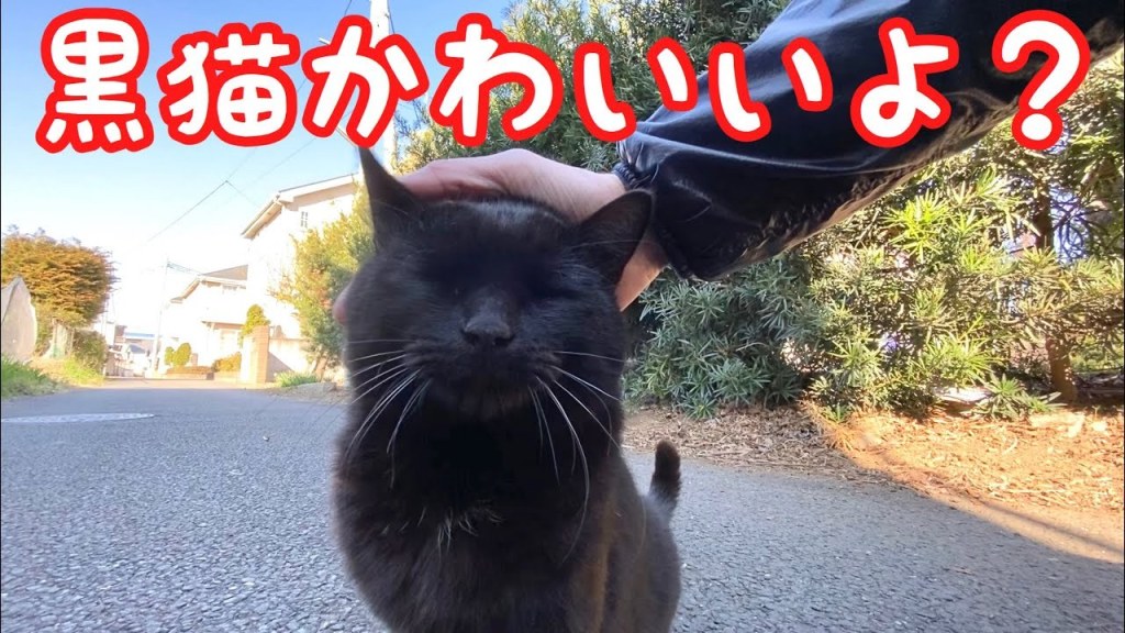 可愛い犬猫動画サイト わんにゃんファンタジー 相互フォロー Twitterissa かわいい猫 甘えた鳴き声の黒猫を撫でて癒される動画 Japanese Touching Black Stray Cat Gently 野良猫 感動 T Co Kwjiilgcjm 可愛い犬猫動画サイト わんにゃんファンタジー 相互フォロー Twitterissa かわいい猫 甘えた鳴き声の黒猫を撫でて癒される動画 Japanese Touching Black Stray Cat Gently 野良猫 感動 T Co Kwjiilgcjm