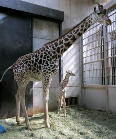 Elephants In Japan Baby Giraffe Born At Tennojizoo To Be Shown To The Public In June While Wild Populations Plummet Due To Poaching Human Encroachment Habitat Loss The Question Elephants In Japan Baby Giraffe Born At Tennojizoo To Be Shown To The Public In June While Wild Populations Plummet Due To Poaching Human Encroachment Habitat Loss The Question