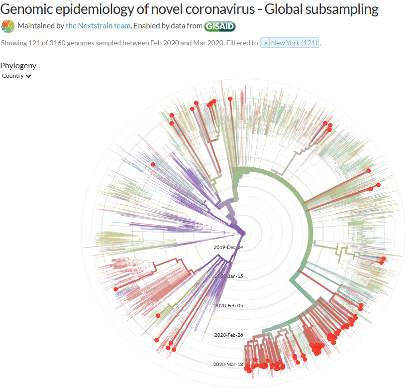 Here is a radial view of NY cases that is organized by time. That purple dot in the center is the virus in Wuhan. Each concentric circle outward is another week. You can see by when the related viruses start to diverge from each other that it was likely spreading in NY in Feb.