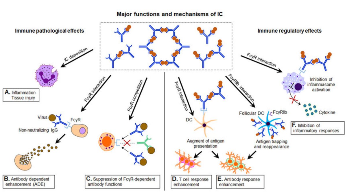 6. Distant immune complex spread would be variable may partly explain the heterogeneity of other organ damage:Renal deposition --> AKI / ARFMuscle capillary bed --> rhabdomyolysisGI tract --> colitisCardiac --> coronary arteritisCNS --> hemorrhagic necrotizing encephalitis