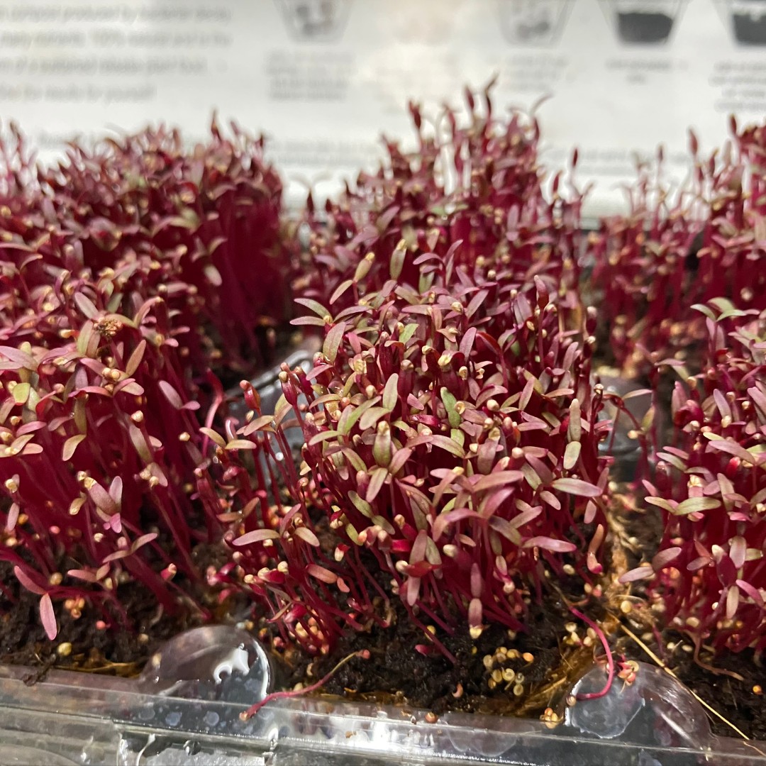 Use a Sprout House to grow full microgreens in 7-10 days! 

#wondersoil #cococoir #garden #gardening #gardeners #gardenlife #growing #gardens #coco #plant #plants  #plantlover #microgreens #greenhouse #herbs