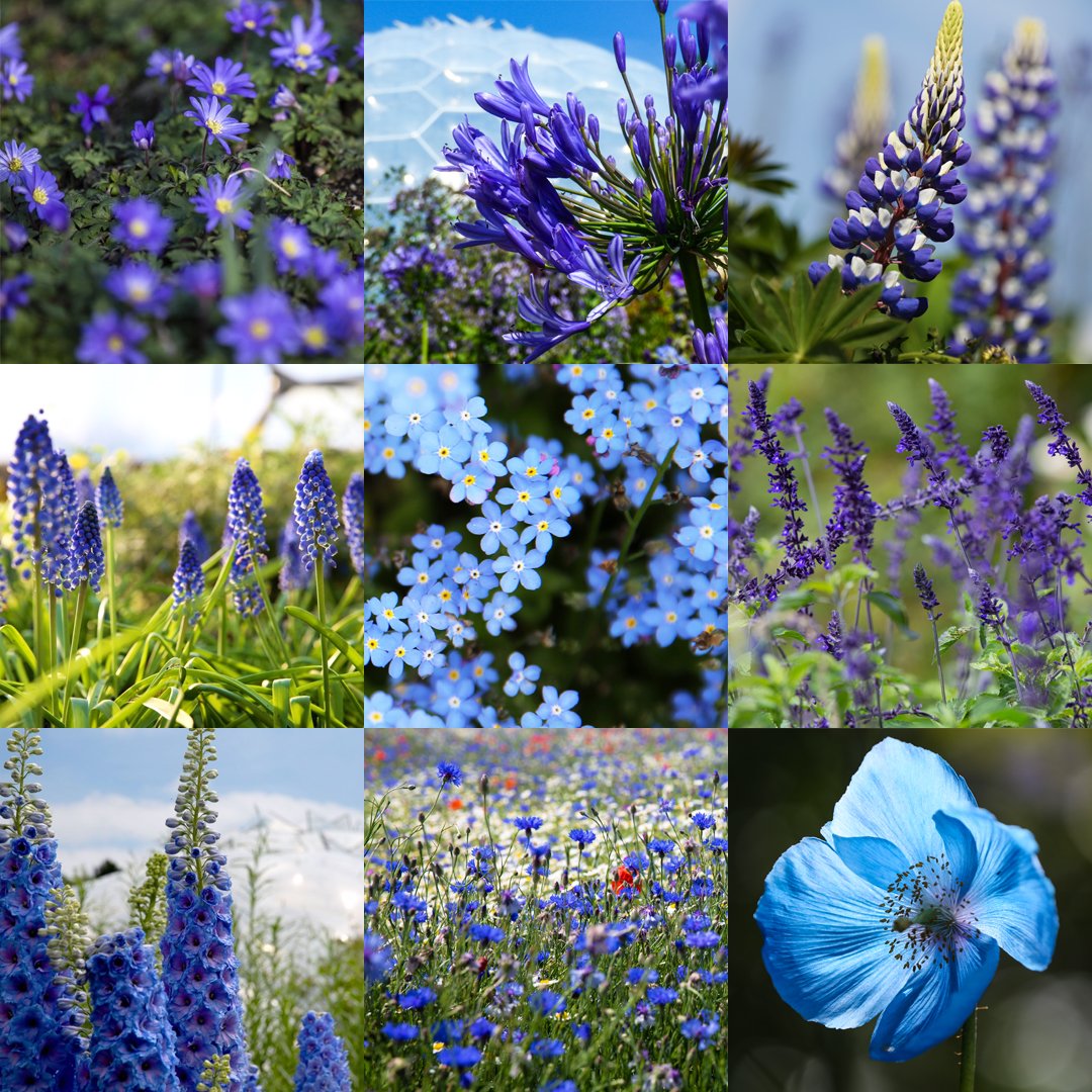 💙 Brilliant blue flowers in honour of all the carers across the land. Thank you 🙏 
#ClapForOurCarers #ClapForCarers #ClapForNHS #TBT