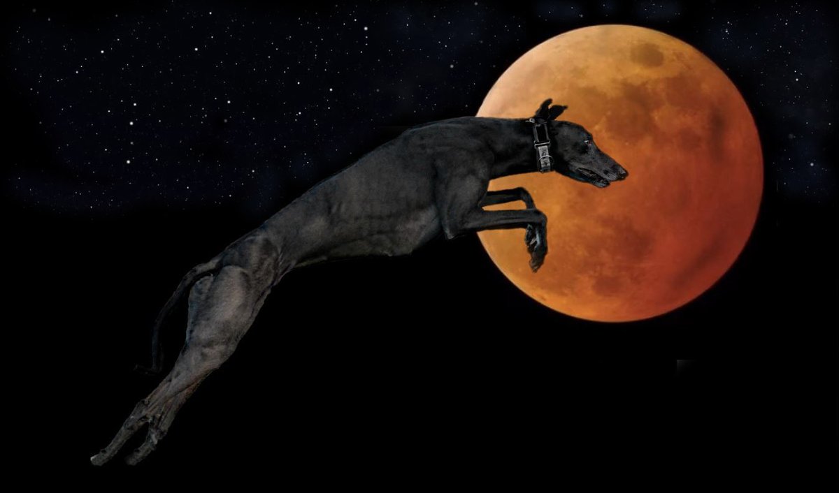 HondaRA107's tweet photo. My handsome @ForeverHoundsUK boy, Jet, and the Blood Moon #Greyhound #levrette #Windhund #Mynde https://t.co/V6GJb5H6s1