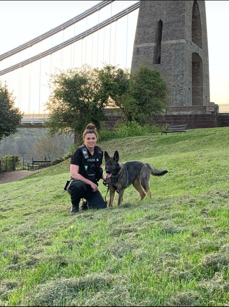 ASPoliceDogs's tweet image. Newly licensed PD Clover and handler spend their first week on patrol looking after Bristol 🐾👍