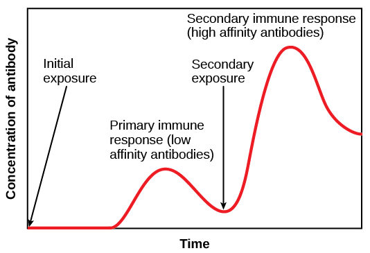 5. Memory B cells have been shown to persist in the lung following pulmonary infection with various respiratory viruses.An antibody response occurring within the lungs would lead to the greatest degree of intrapulmonary immune complex deposition and damage.