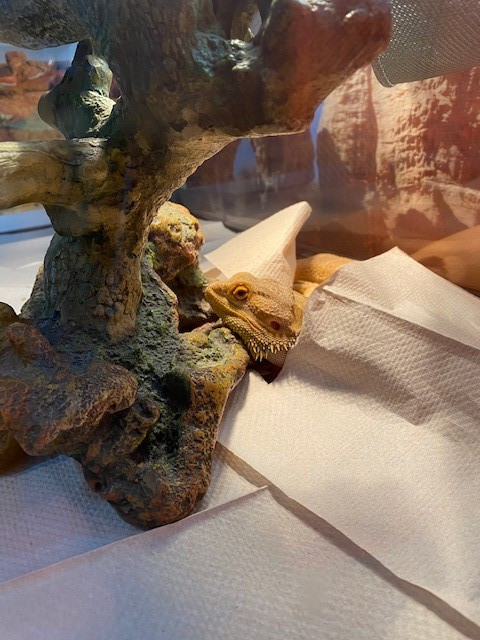 Sarah Roberts tweet media