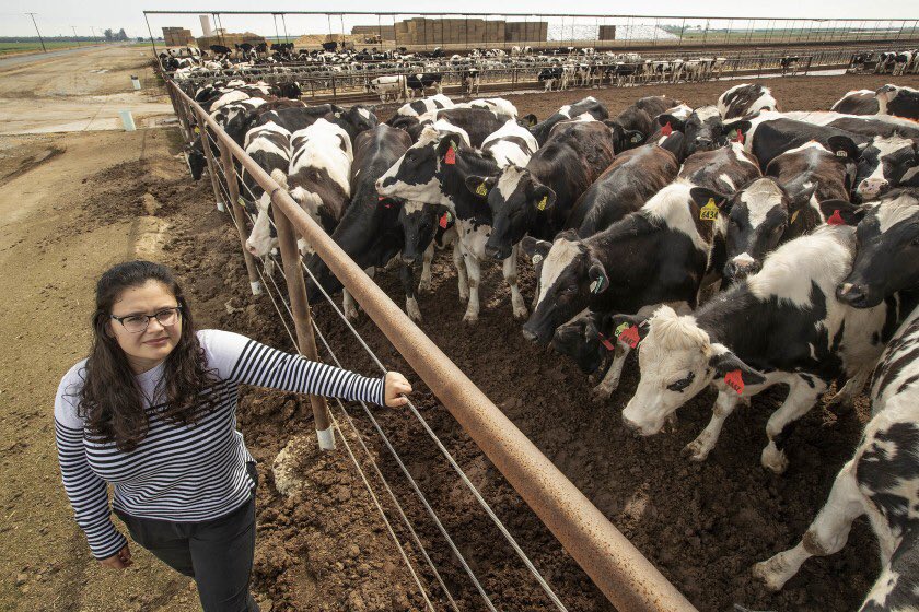 So how viable is renewable gas as a climate solution? Lots of debate over local environmental impacts (such as air & water pollution from big dairy farms), which is why environmental justice groups including  @LCJandA are not on board.  https://www.latimes.com/environment/story/2020-04-09/cow-poop-california-clean-energy-future11/