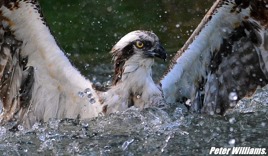 Should be going back to <a href="/rutlandospreys/">Rutland Ospreys</a> at Hornsmill Trout Farm next week. Hopefully once things get back to normal. If not, next year will have to do. <a href="/BBCSpringwatch/">BBC Springwatch</a> <a href="/birdsofprey_uk/">Birds of Prey</a> <a href="/BirdGuides/">BirdGuides</a>
