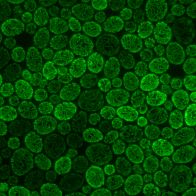 Yeast prefer to produce their ATP from glucose, and they prefer to do it by fermentation. When they must respire, it takes them hours to make the transition, which we can detect by an increase in mitochondrial volume. (Cells need mitochondria for respiration.)