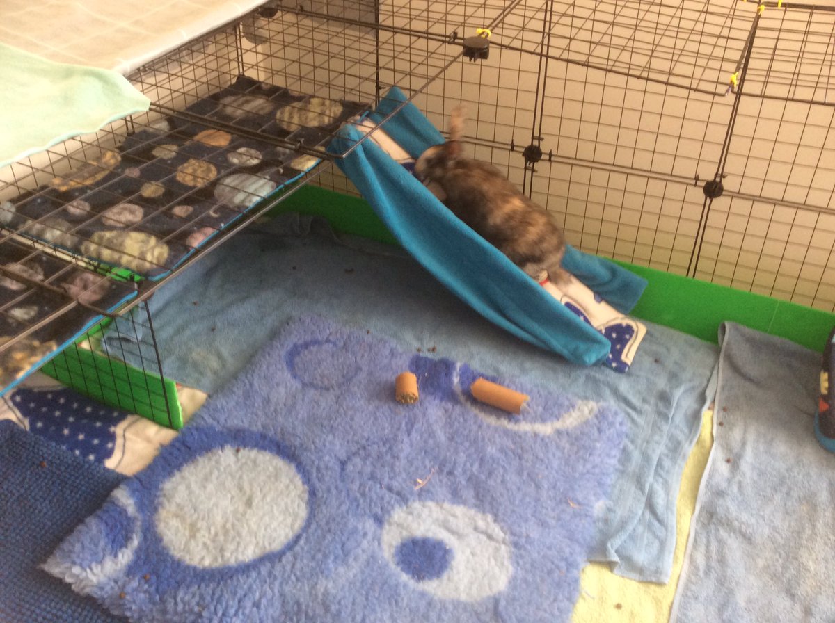 Neish39's tweet photo. Steter all setup
Fleece liners from @monsews
Cage pieces and vetbed from @guineapigsaustralia
Toggle mats from Kmart
#bunny #rabbit #rabbitcage #cccage #fleeceliners #bunnycage #furbaby https://t.co/xhOn8Tghr6