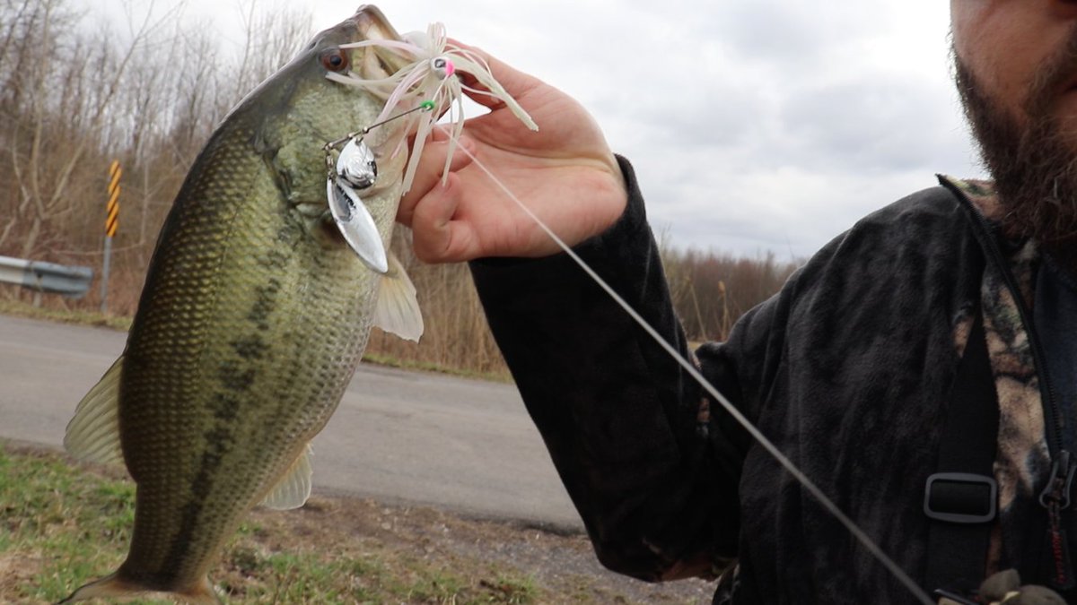 Staying home is killing me. Had to hit the farm pond up the road. Got it done with the <a href="/googanbaits/">googanbaits</a> Zinger! Did this just become my favorite spinnerbait?? YUP!! Youtube review coming soon!

#nyfishing #googanbaits #bassfishing #fishinglife #SocialDistancing #NoPeople