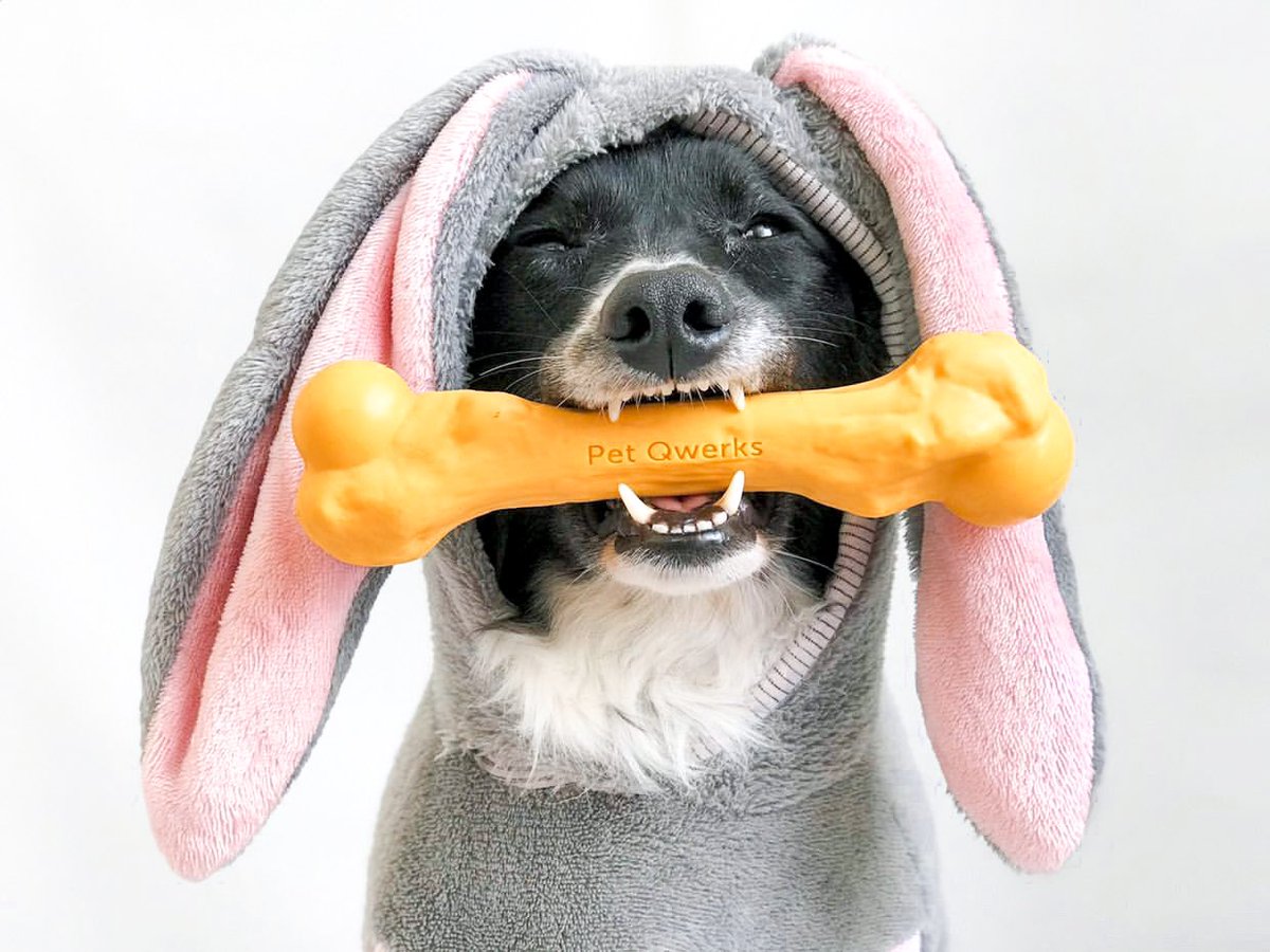 PetQwerksToys's tweet photo. I need some bunny to love #zombie #barkbone #dogbomb #dogtraining #dogmom
#dogsoftwitter #dogsonnetflix #dogchallenge #dogtoy #dogsarefamily #dogsarejoy #dogcelebration @guriasviralatas https://t.co/ZQMaiKK4sb