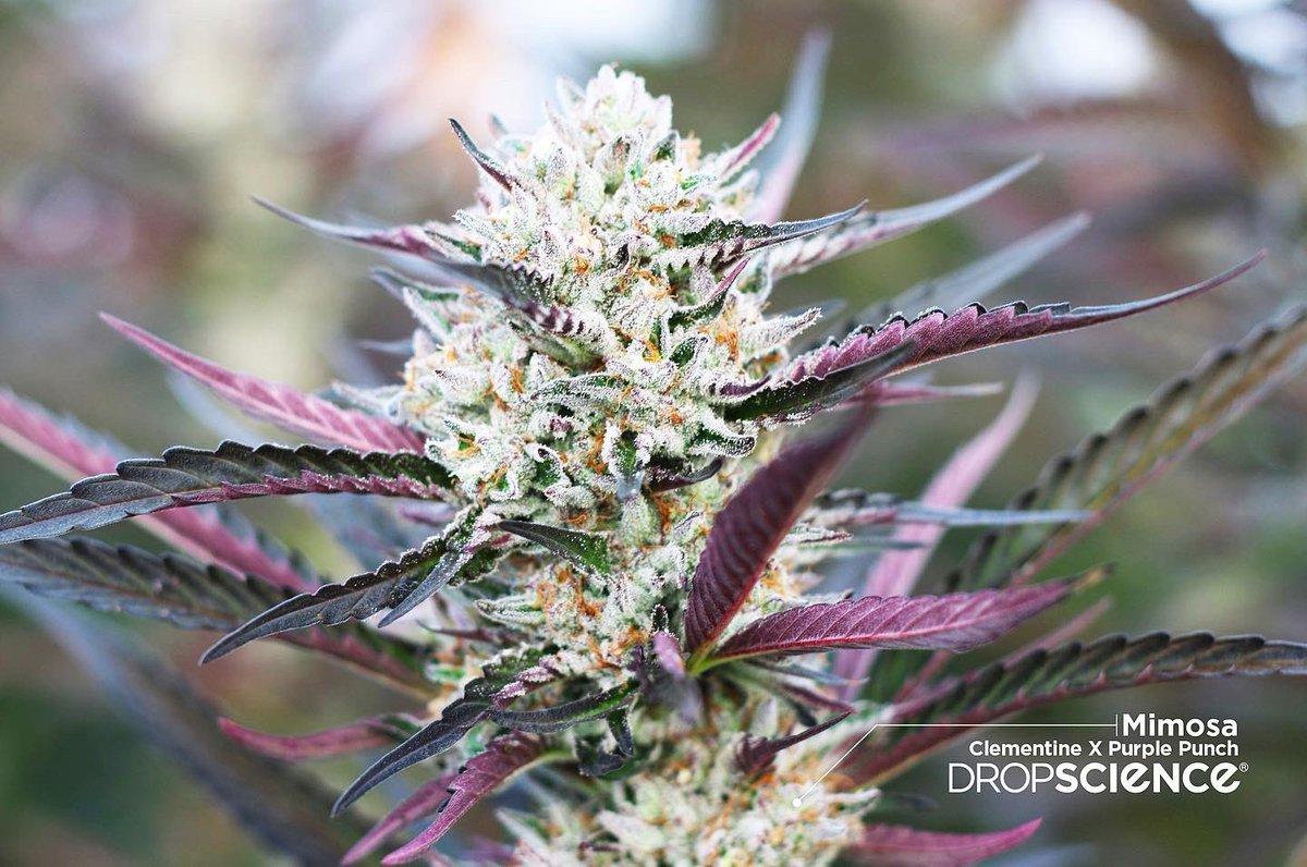 rareheadstash's tweet image. Mimosa!!! One of our favorite strains #dropscience #mimosa #cannabis #herb #marijuana