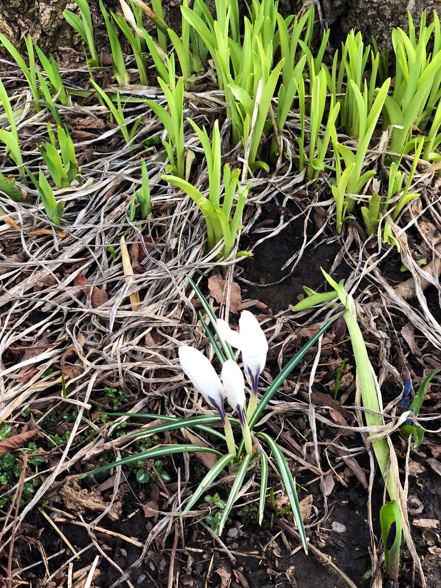 Prepping my outdoor classroom for next week-with some beautiful special guests! Can you guess what they are? #BSSSTEM #nativespecies @BishopStrachan