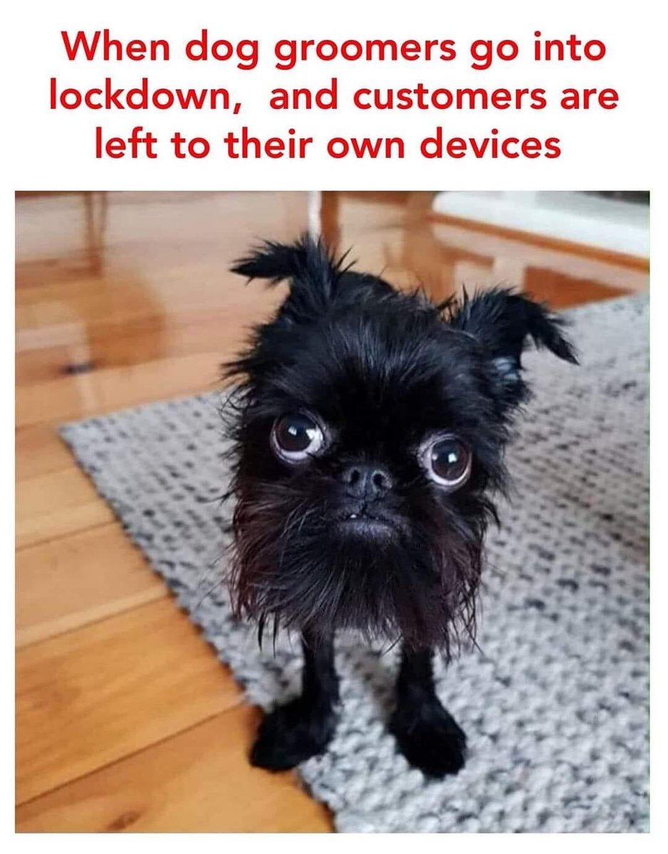 PikePets (@pets_pike) on Twitter photo 