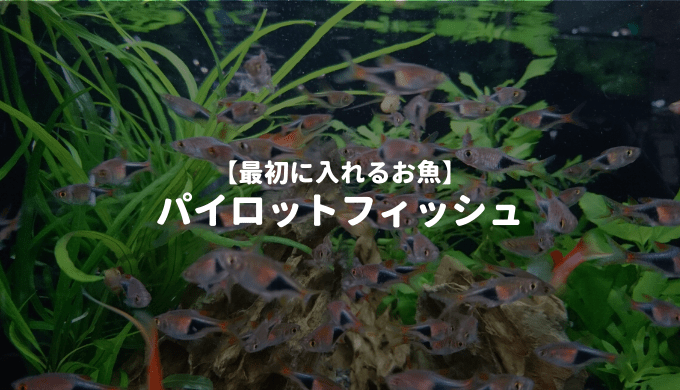 パイロットフィッシュ