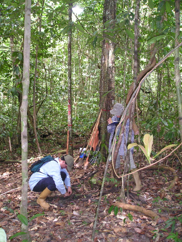 Over the years, the data collected served as a source of important information to track the dynamics of numerous tree species populations, stem turnover and carbon. Since 2004, we joined the Amazon Forest Inventory Network  #RAINFOR ( http://www.rainfor.org )