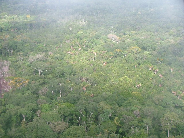 Over the years, the data collected served as a source of important information to track the dynamics of numerous tree species populations, stem turnover and carbon. Since 2004, we joined the Amazon Forest Inventory Network  #RAINFOR ( http://www.rainfor.org )