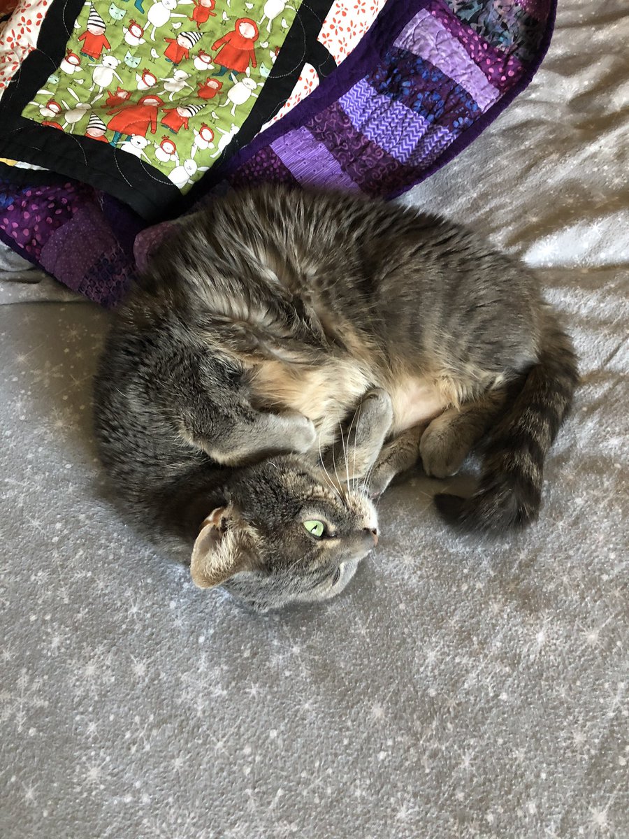 tinybroccoli's tweet image. im babie