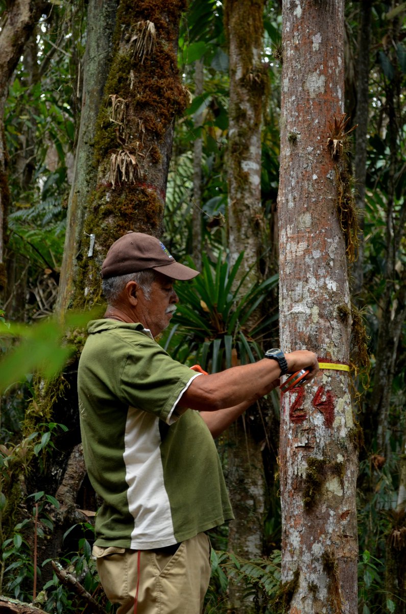 Some areas have been monitored over a period of 40-50 years in the Andes, Western Plains and the Guiana Shield. This is an invaluable amount of ecological information that serves as an input for understanding about the carbon and the diversity of these areas