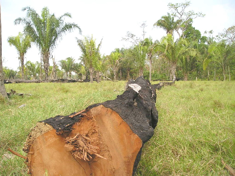 Deforestation and degradation are forces of ecological disruption that are threatening the stability of some of these ecosystems also posing a severe risk of maintaining some of these sites as functioning research sites.  https://news.mongabay.com/2018/05/crisis-in-venezuela-caparo-experimental-station-invaded-by-200-farmers/