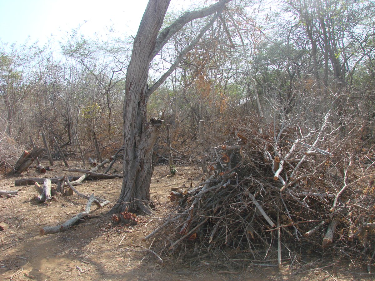 Deforestation and degradation are forces of ecological disruption that are threatening the stability of some of these ecosystems also posing a severe risk of maintaining some of these sites as functioning research sites.  https://news.mongabay.com/2018/05/crisis-in-venezuela-caparo-experimental-station-invaded-by-200-farmers/