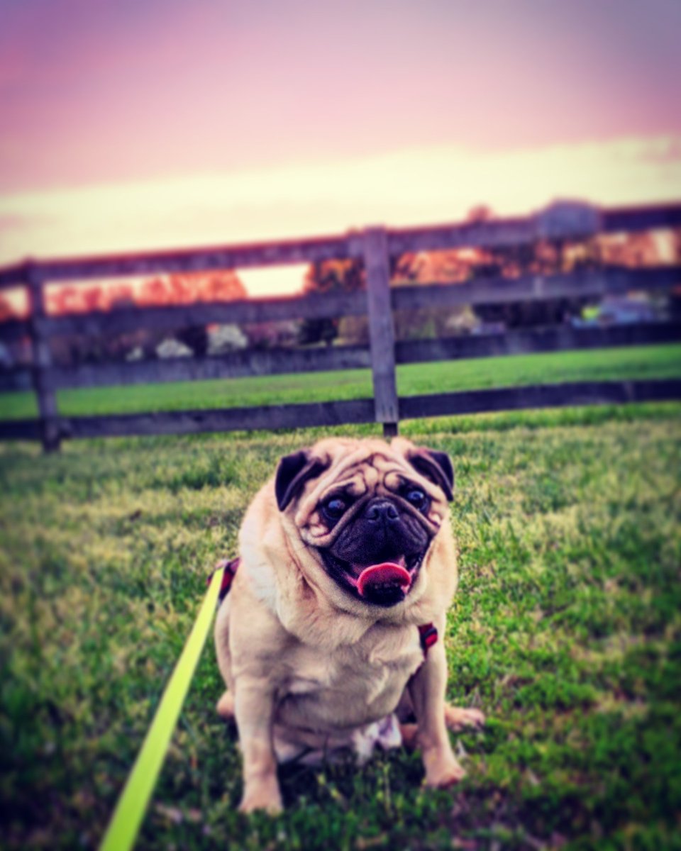 thegrumblypug's tweet photo. #TheGrumblyPug #rva #rvadogs #dogsofrva #cutedogs #pug #pugs #pugsrequest #pugsofinstagram #pugsarethebest #puglove #dogs #puglife https://t.co/ujbrRt9ULA