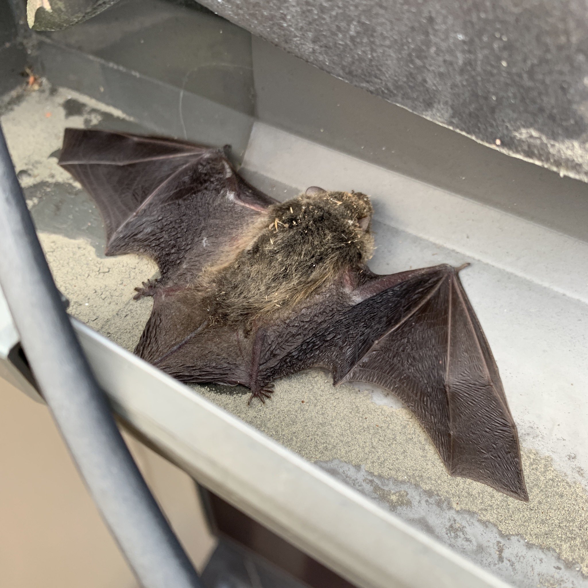 みきお 30kg減量で気付いちゃった 知人の要請で 屋根裏ネズミ の探索に行ったら 屋根の隙間に コウモリ が寝てた 針金で突いたら 怒って噛んだ ので そのまま引きずり出したら 元気に飛んで行った 穴を塞いで 一件落着 屋根裏のネズミ 夜に