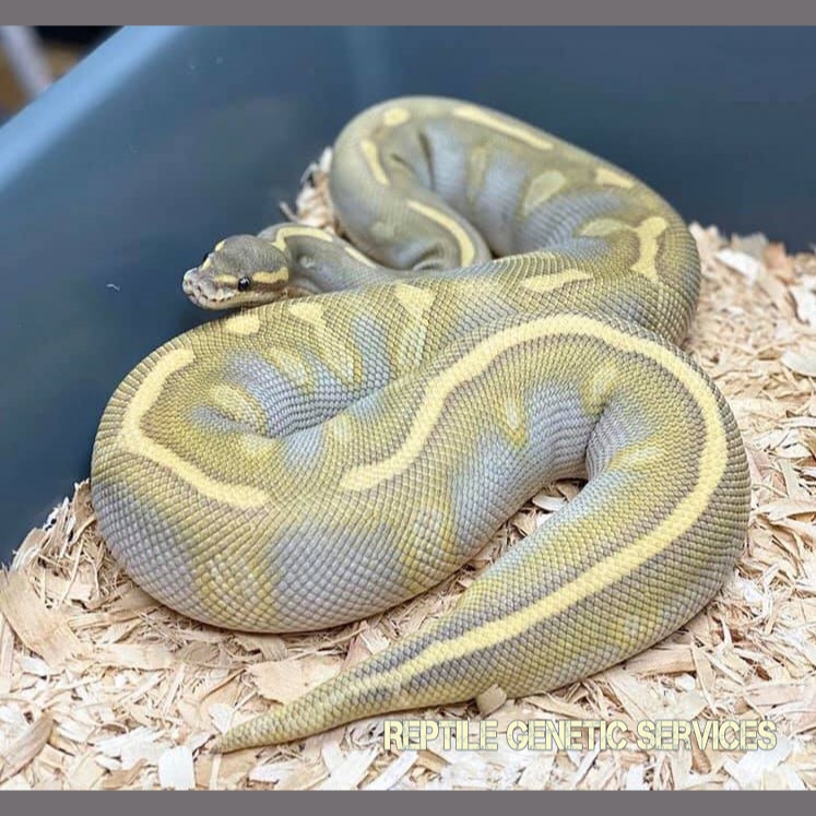 Butter Ghost Ball Python