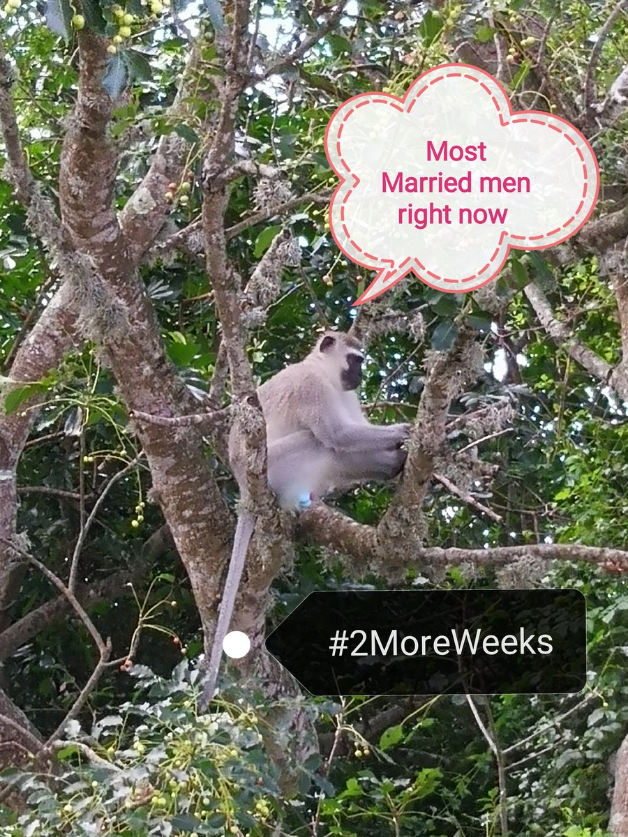 Puchikins's tweet photo. #2moreweeks #LockdownSA #LOCKSOUTHAFRICADOWN https://t.co/WRpbDWh6pZ