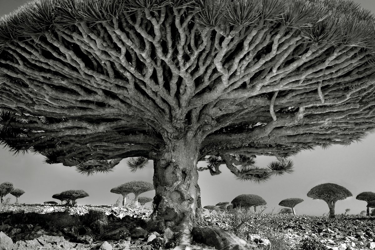 DePaulArtMuseum's tweet photo. Using platinum, the longest-lasting photographic process, #BethMoon photographs the world's oldest trees. She hopes to “speak about survival, not only of man and nature’s but to photography’s survival as well.” Learn more: https://t.co/kHKVxZjvw5 #DigitalDPAM #TheWorldToCome https://t.co/NZZ4kha3UM