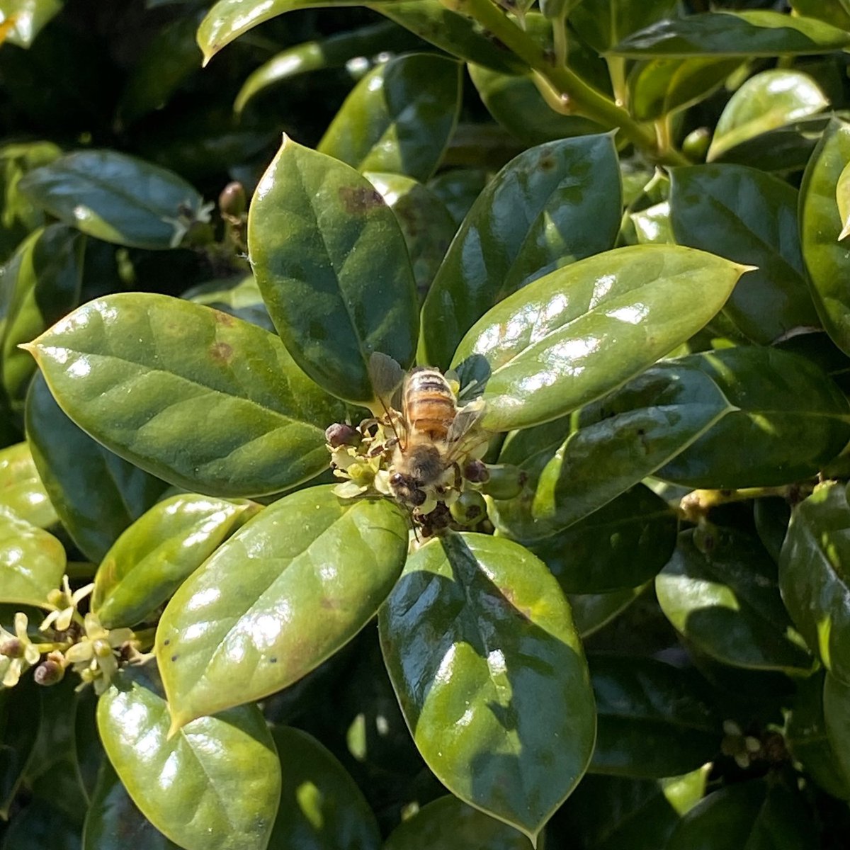 Brent Anderson tweet media