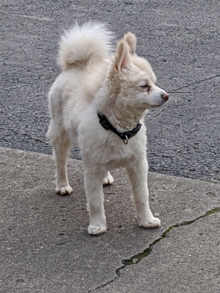 Cali the husky. Biggie the Pomeranian