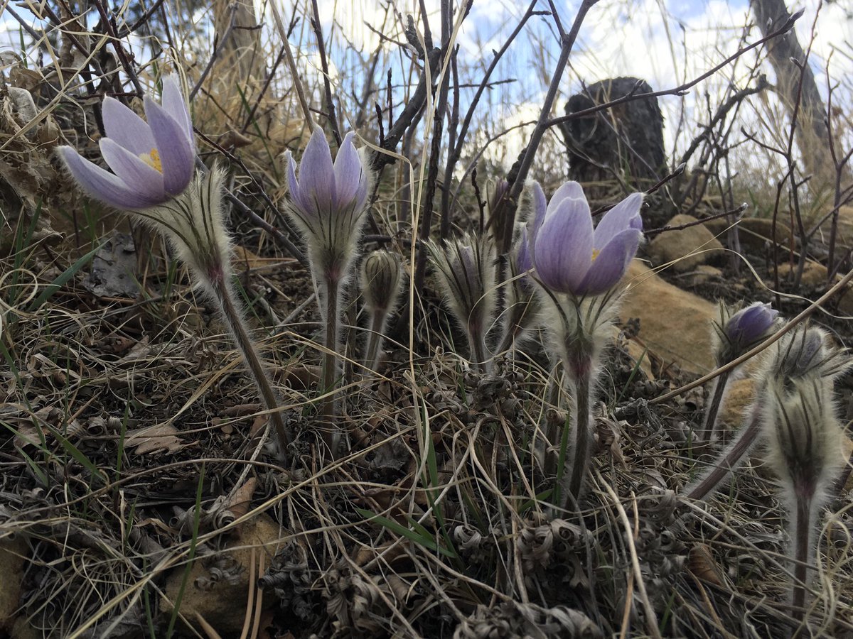 KevinWoster's tweet image. The pasqueflowers along the Skyline Drive trails are a bit late but making up for lost time.