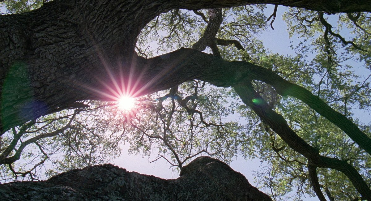 It's time to look at Terrence Malick, one of the most divisive directors of all time. Critics can't seem to agree on whether or not he's a genius or if his movies are completely meaningless. Case and point; The Tree of Life.