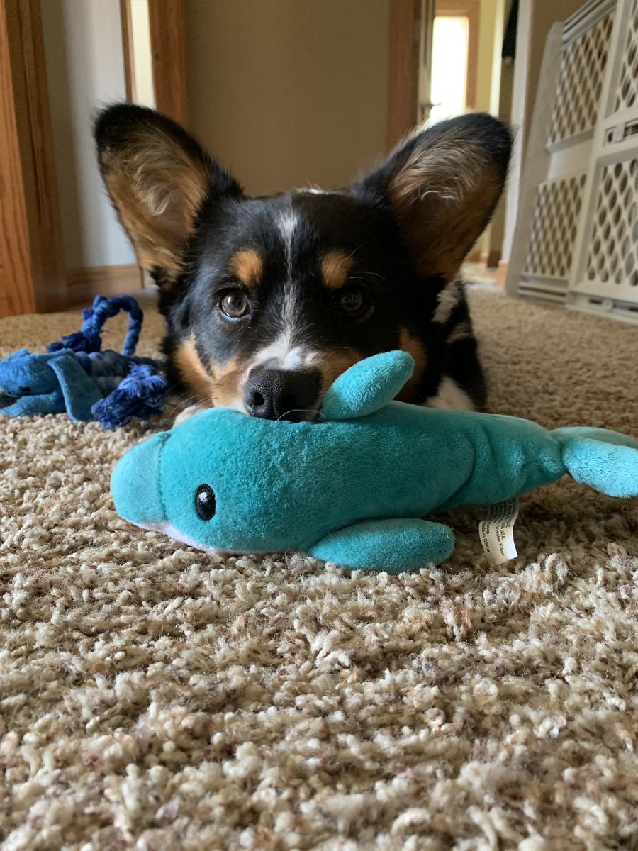 As I think @333markymark requested more Ernie the Corgi - here he is playing with Mr. Fishy. @BrownDeerWIPD @OhMyCorgi #CorgiLife