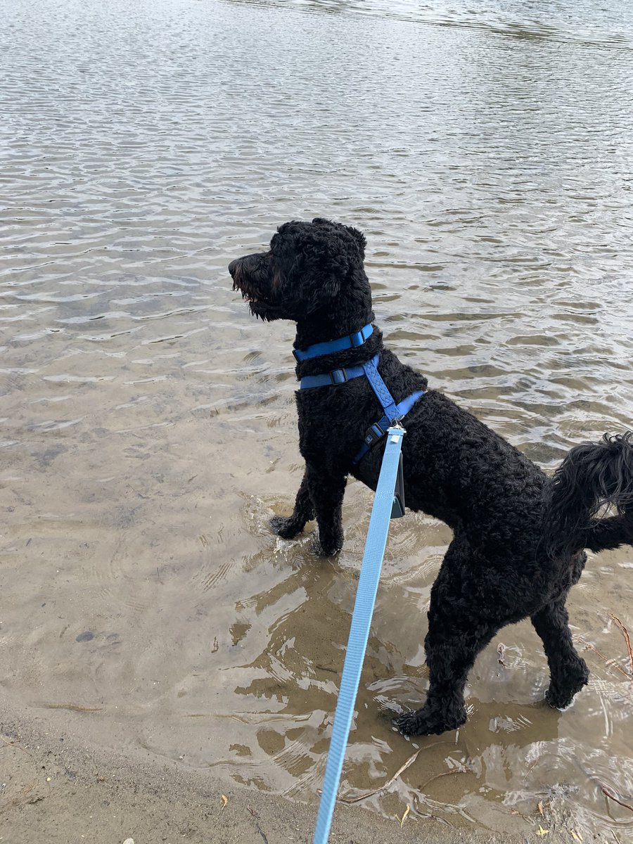 Kdawiz3's tweet photo. Marley loves his new spot! Little hidden gem on the American River! #GoMarGo https://t.co/BpACvdi3uF