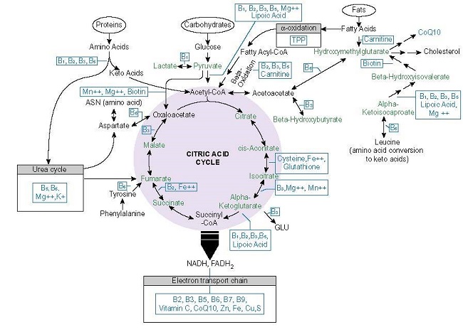 I know, supplements are considered worthless and some are and some are not necessary, but if one's overall toxic burden is high, dietary changes may not be sufficient. Consider this graphic. I have posted it before. 5/