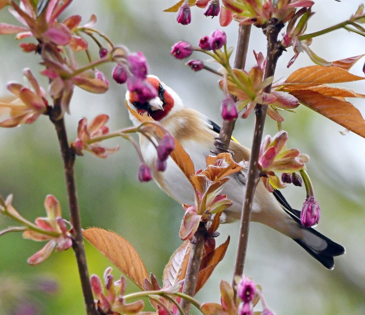 CarlBovisNature's tweet photo. Peek-a-boo!! 😁

Yes, it's that time again, time for #TheDailyGoldfinch 😀

#TwitterNatureCommunity #NaturalHealthService
#SelfIsolationBirdwatch @SIBirdClub 🐦 https://t.co/GBqX34Nhqj