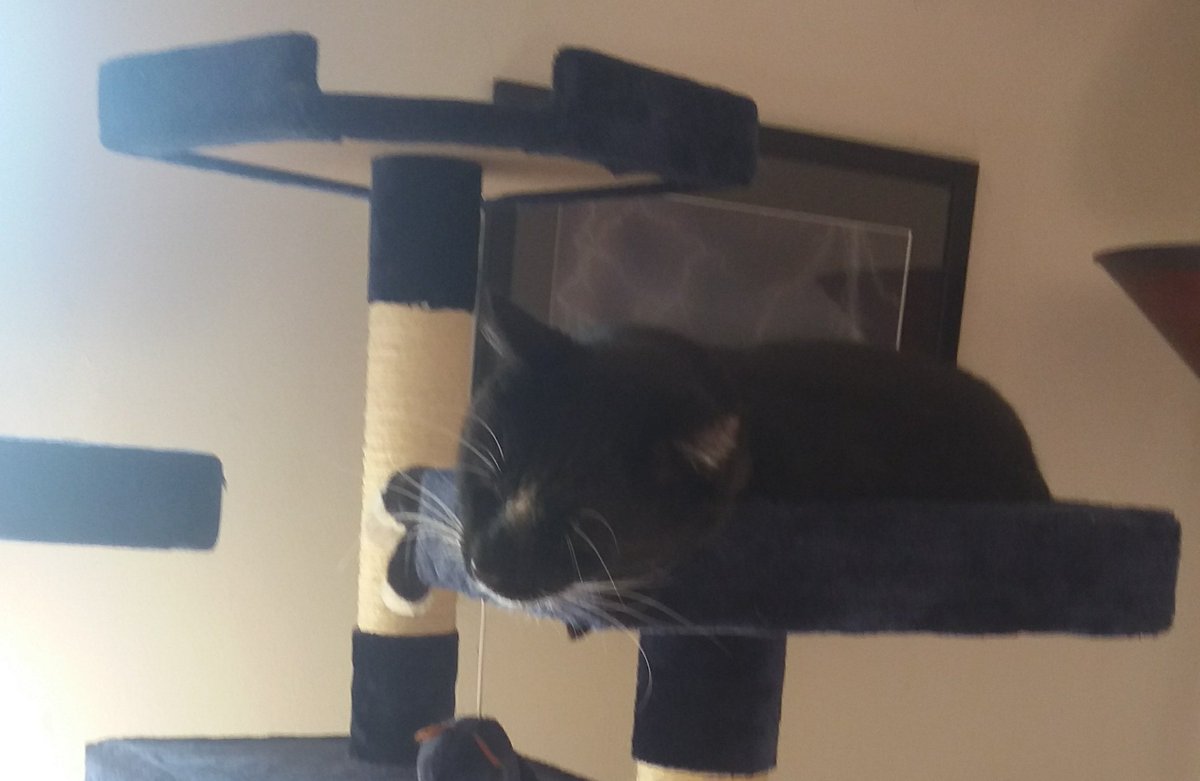 sebastian cat tree