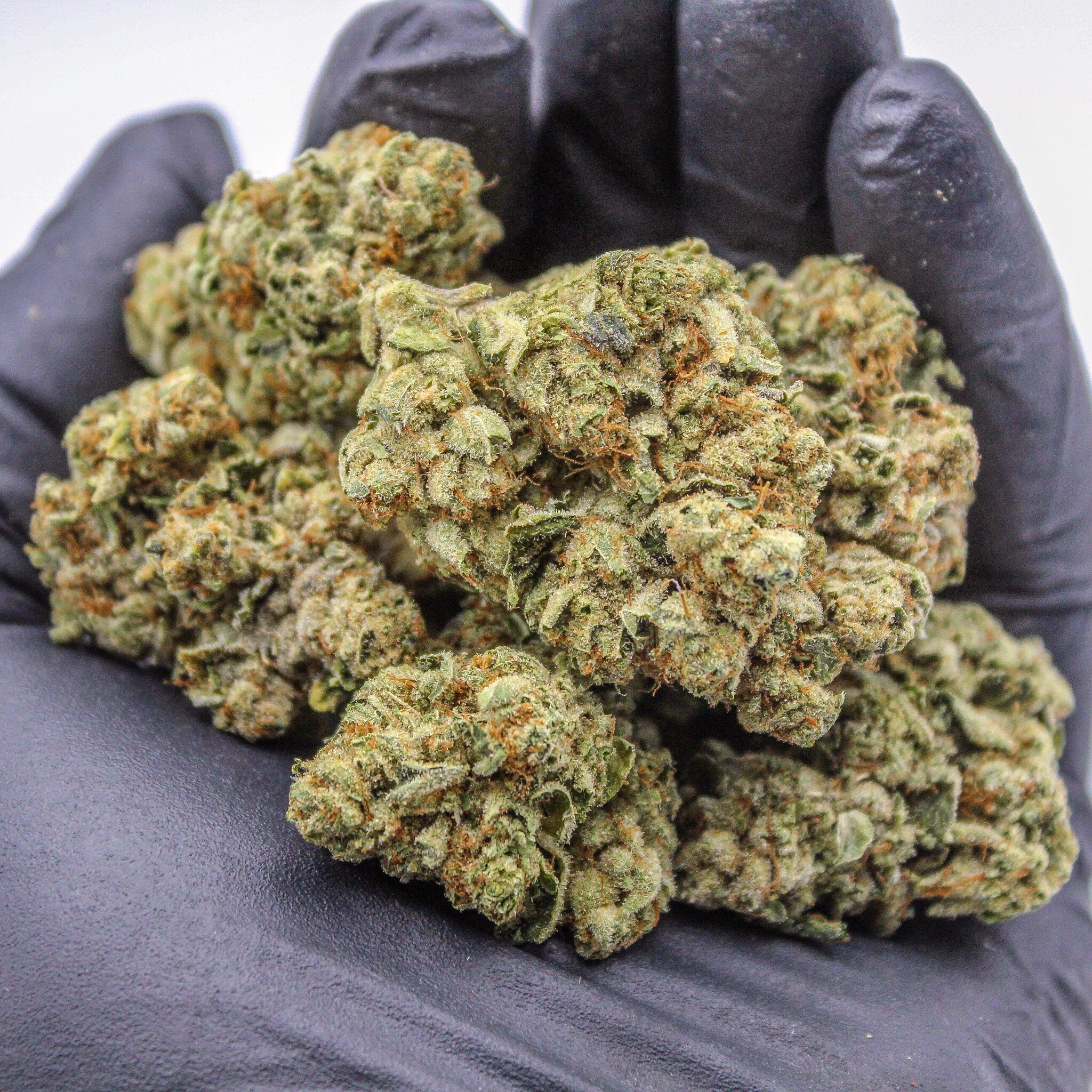 Motorbreath Cannabis-Sorte zum Online-Verkauf in Münster, Deutschland