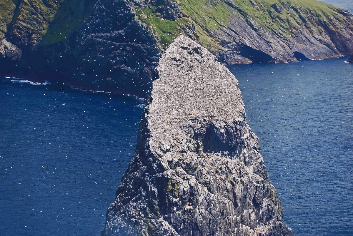 They would have been able to see there home island on most days. And would have been able to see signals to them had anyone climbed to the peaks of Hirta—but there was nothing. They had been left there and had no clue why. Stac-an-Armin and a pic of St Kildan fowlers.